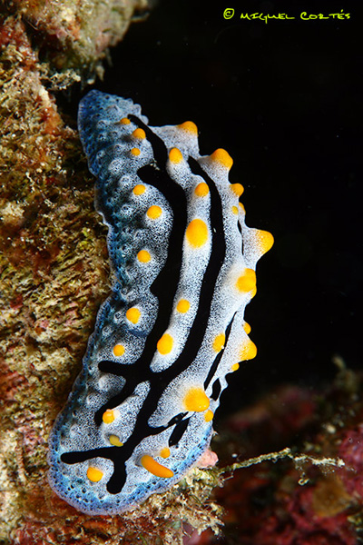 nudi_7957_800