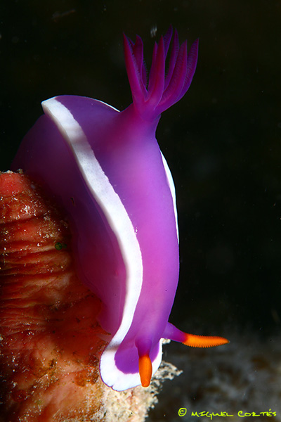 nudi_8019_800