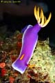 nudi_7948_800