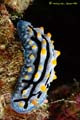 nudi_7957_800