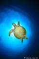 tortuga_8780_720
